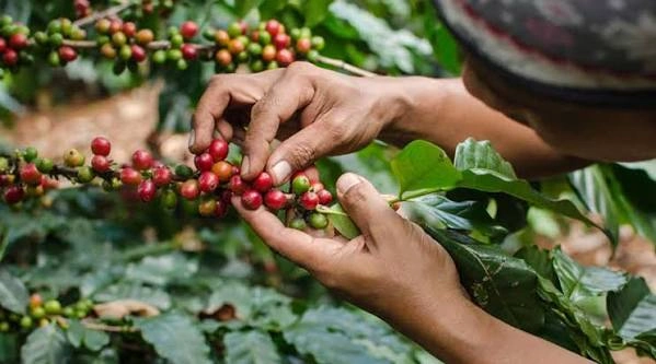 Manos de productor oaxaqueño cosechando cerezas maduras de café pluma