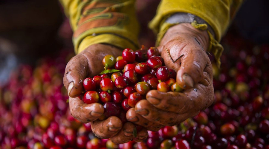 Granos de café pluma de altura de Oaxaca